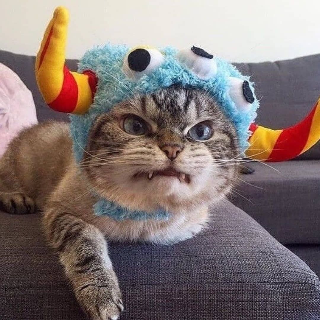 Самый смешной кот