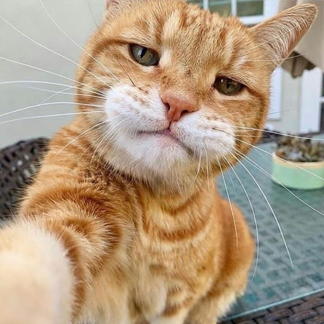 Необычные породы кошек