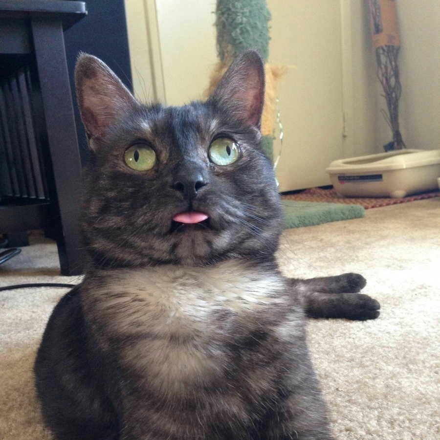 Кот с глупой мордой