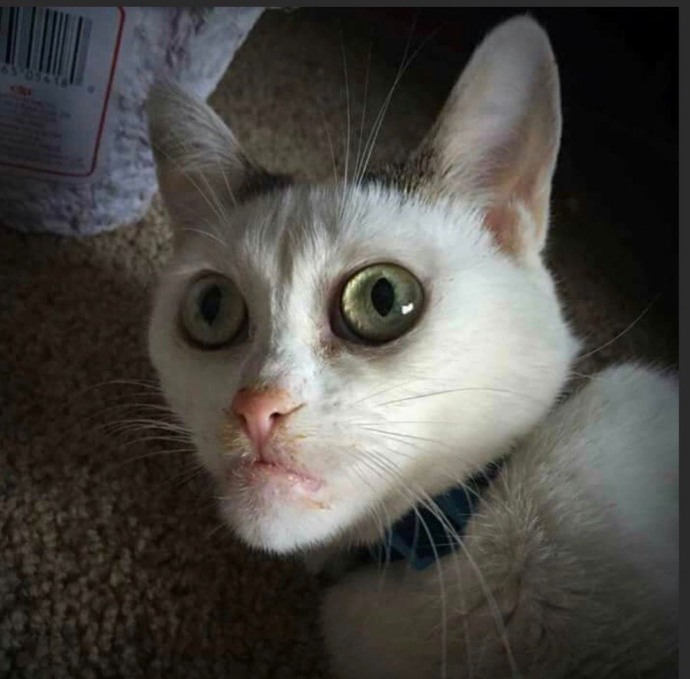 Тупорылые коты