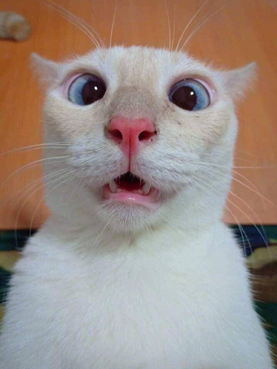 Кошка с высунутым языком Мем