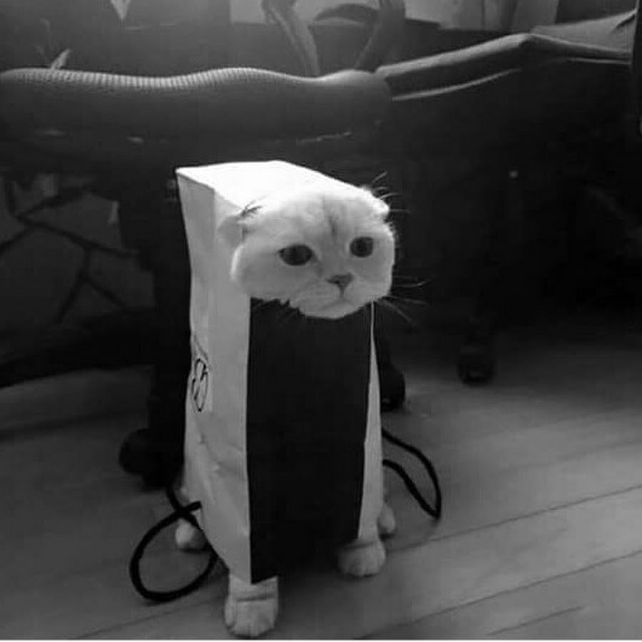 Глупый котик