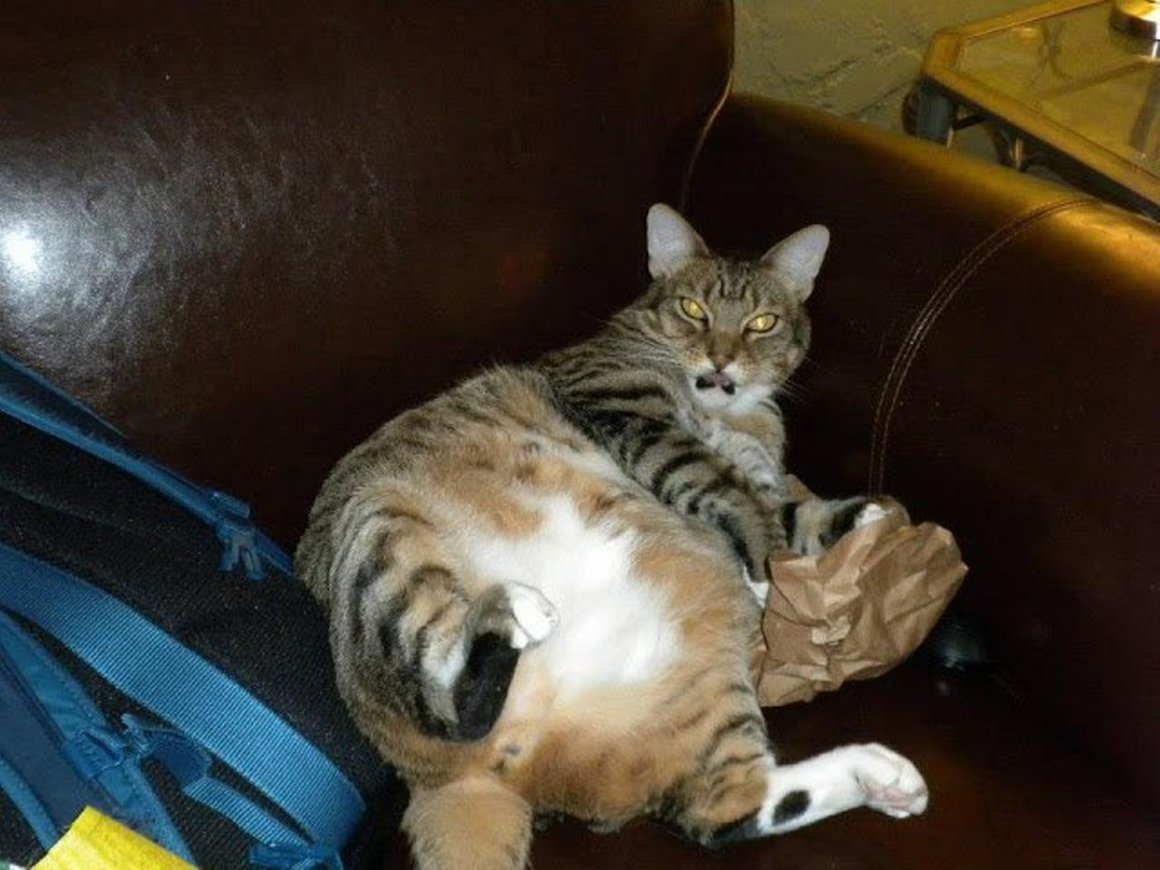 Тупая кошка