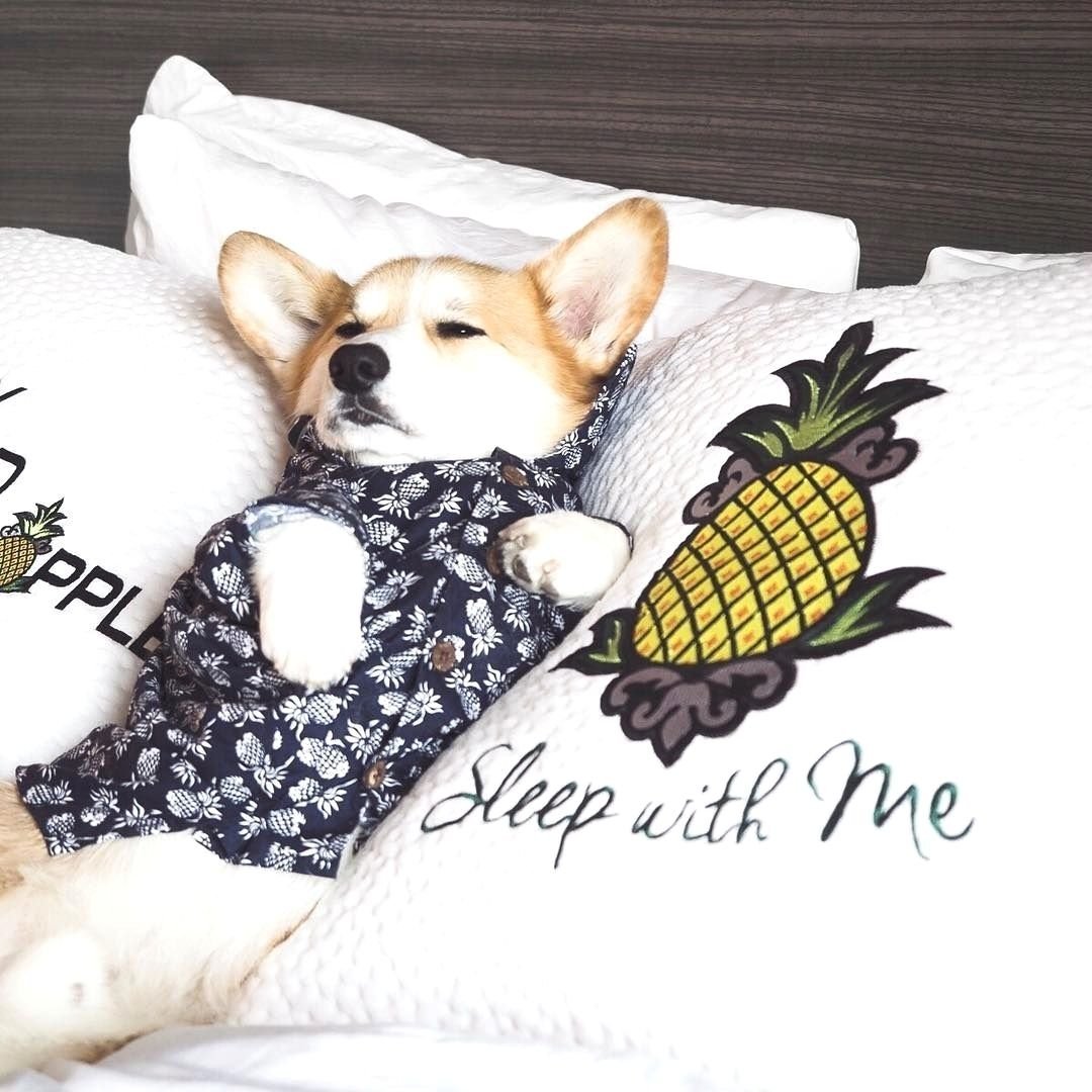 Корги спит в кроватке