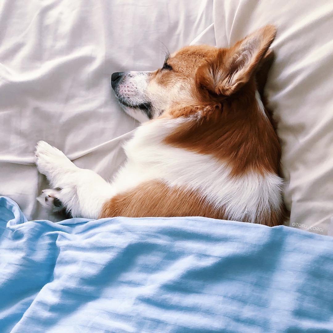 Корги укладывается спать