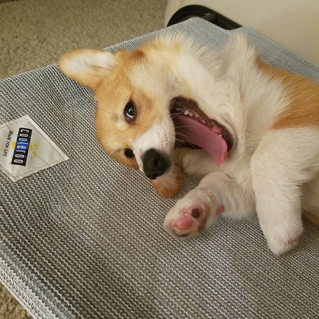 Корги в шляпке