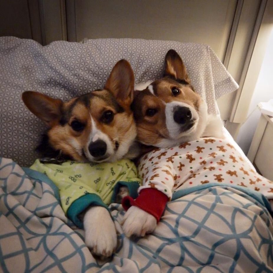 Ласковый корги