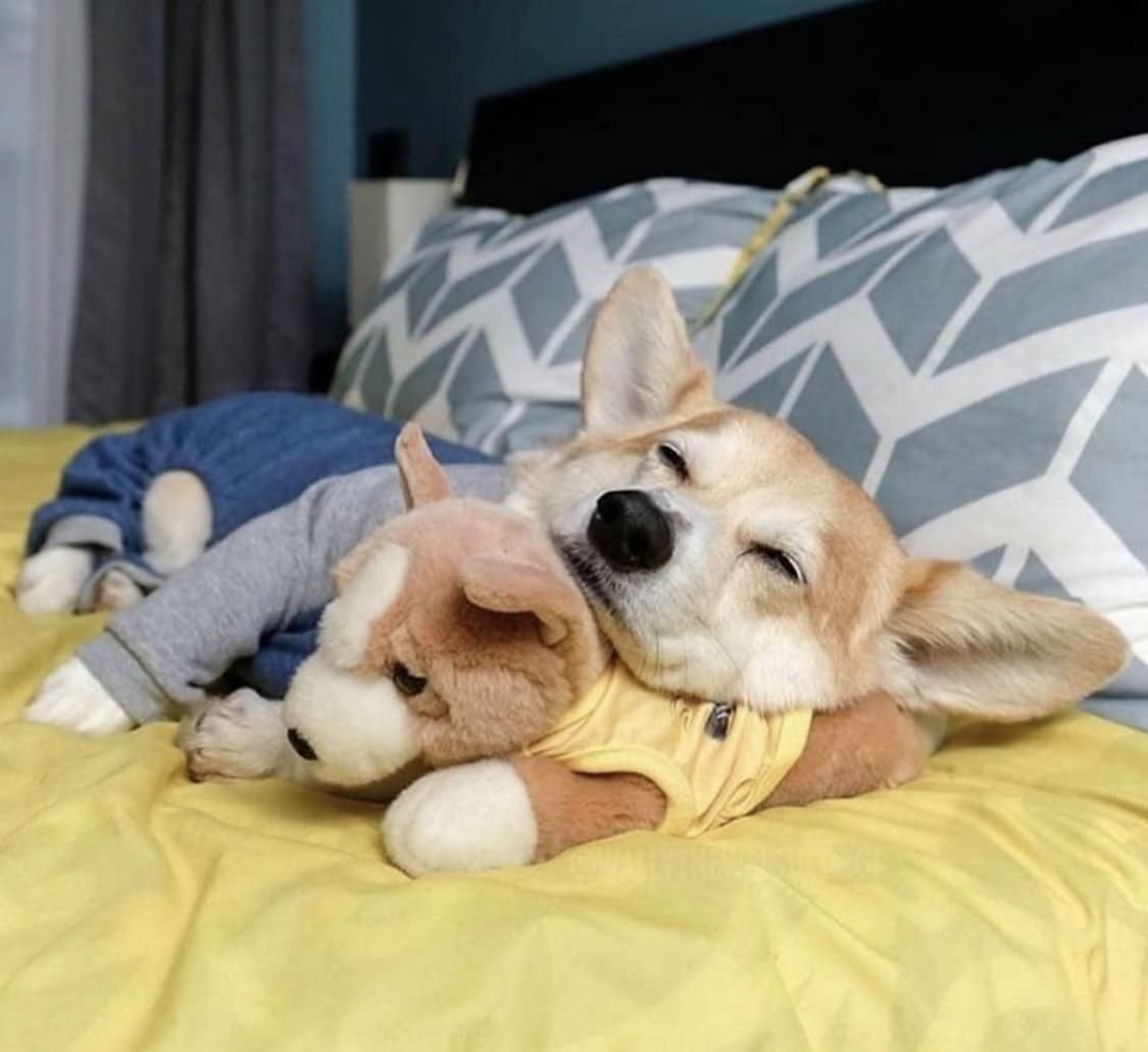 Спящие щенки