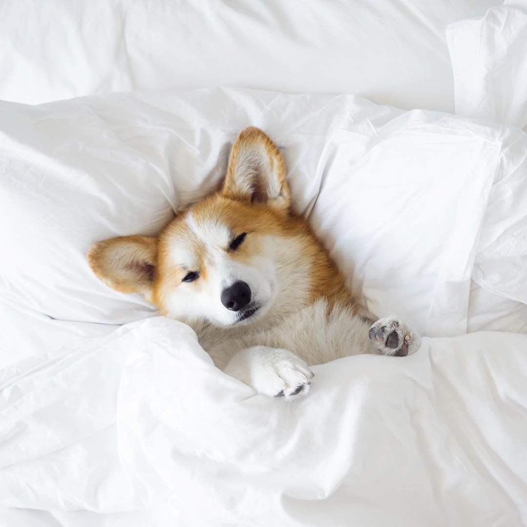 Корги спит
