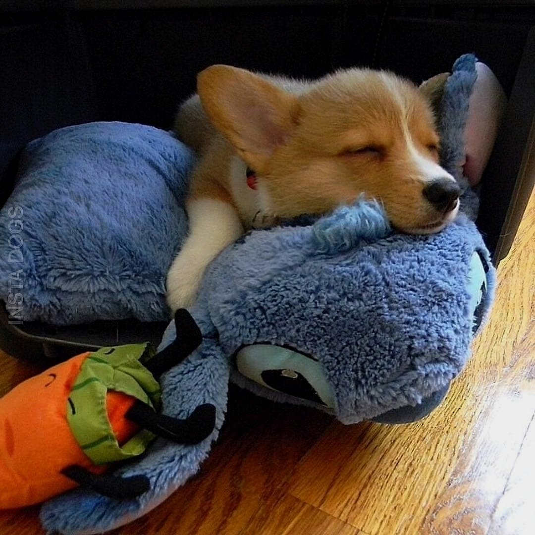 Щенок вельш корги спит