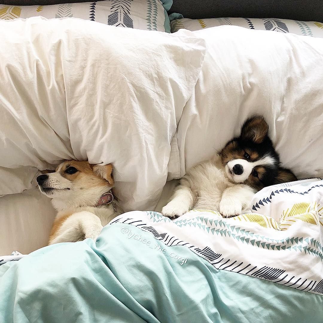 Собаки корги малыши