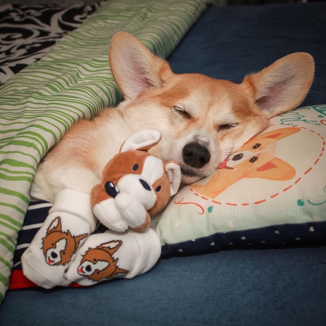 Щенок вельш корги спит