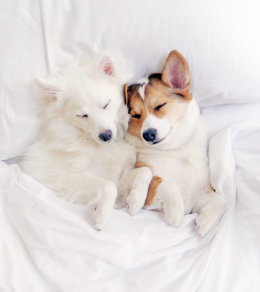 Спящие корги