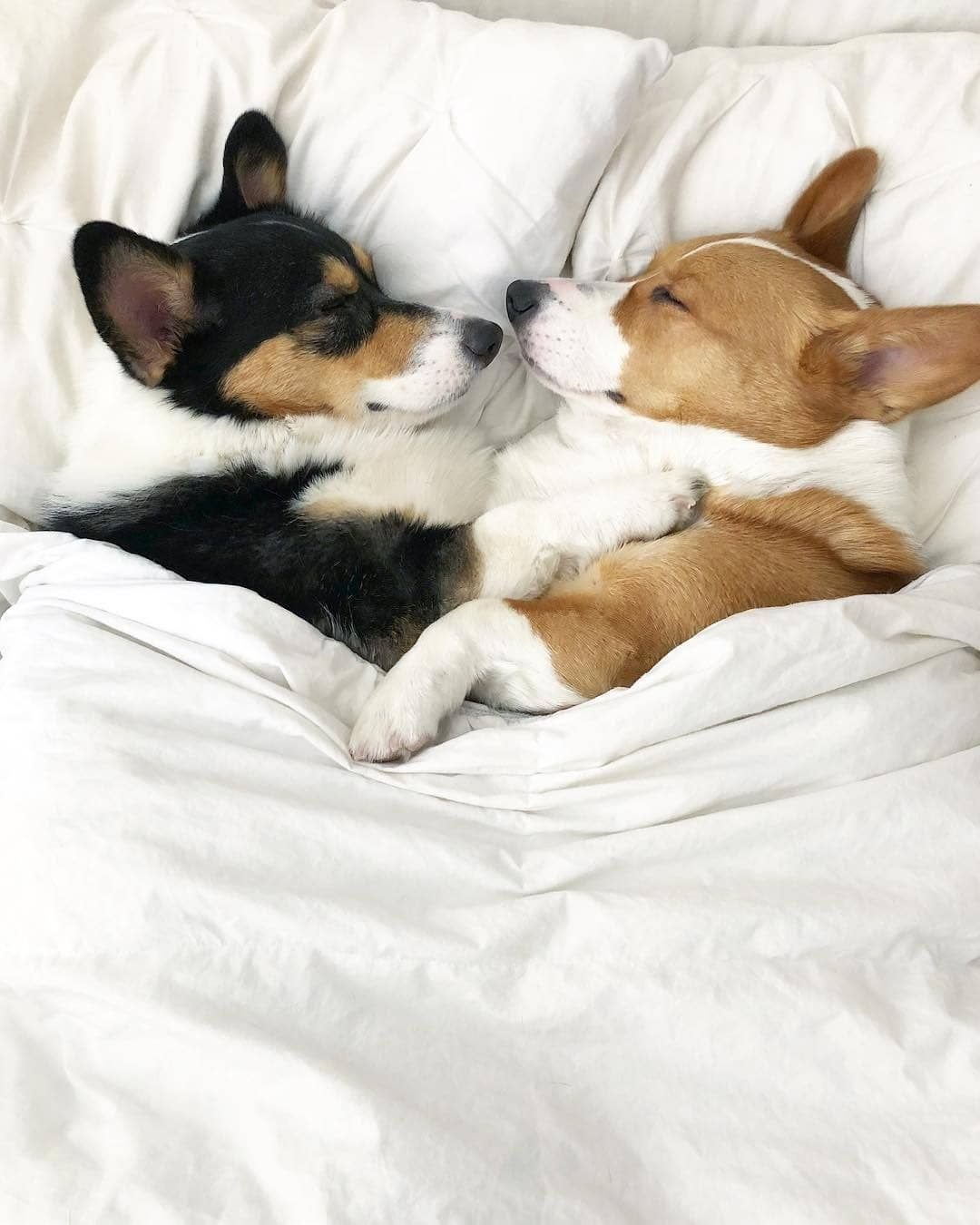 Собаки вместе спят. Вельш-корги. Корги пемброк.