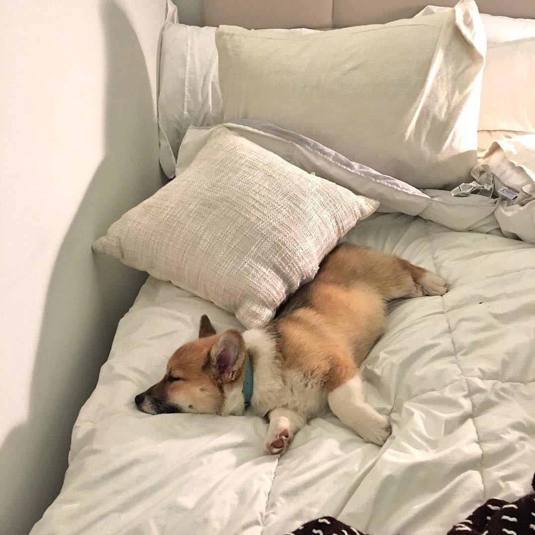 Корги любовь