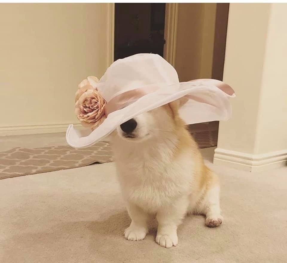 Милые собачки спят