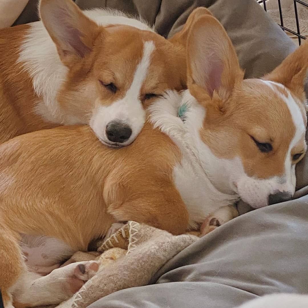 Спокойной ночи щенки корги