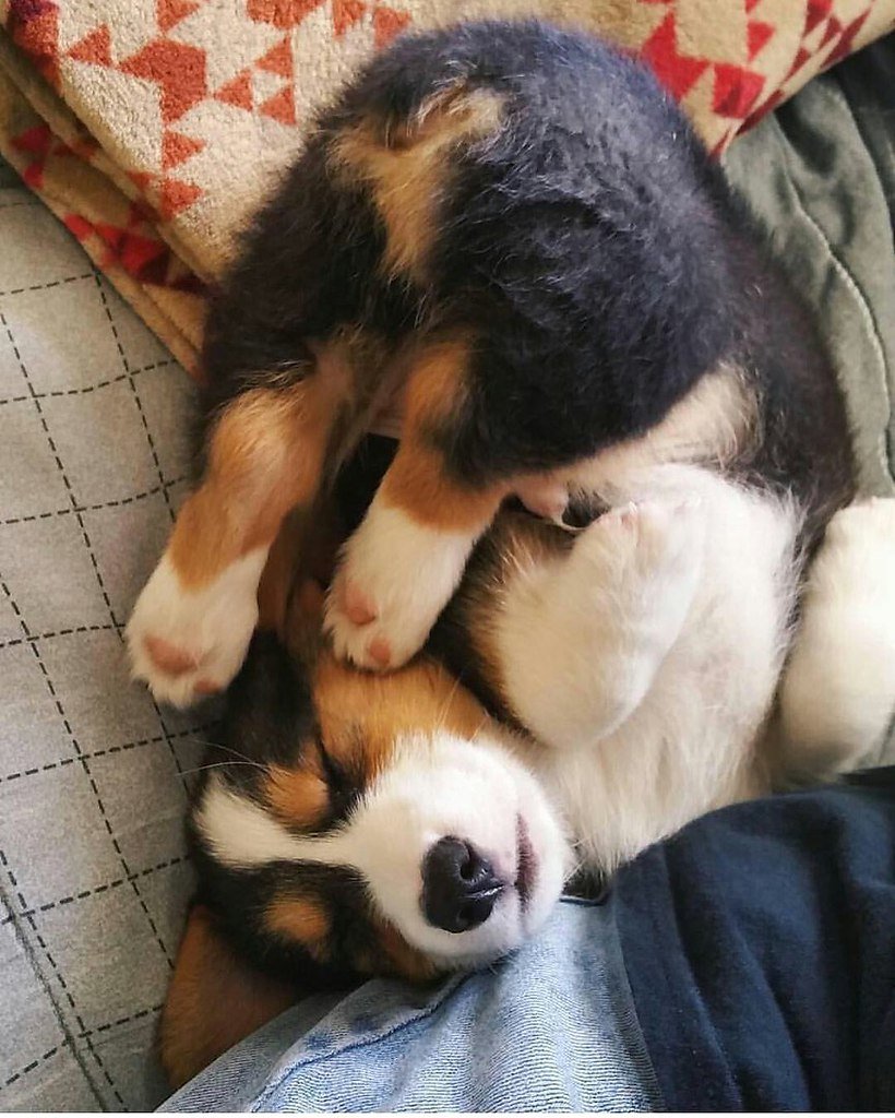 Детеныш корги