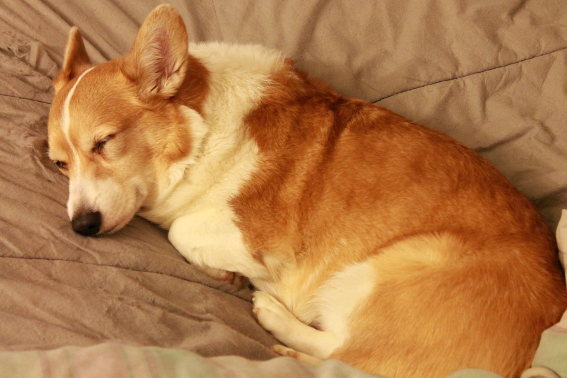 Корги гладкошерстный