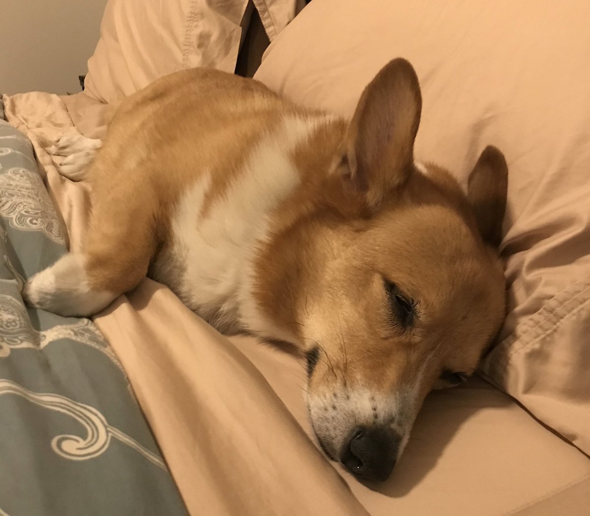 Спокойной ночи зима корги