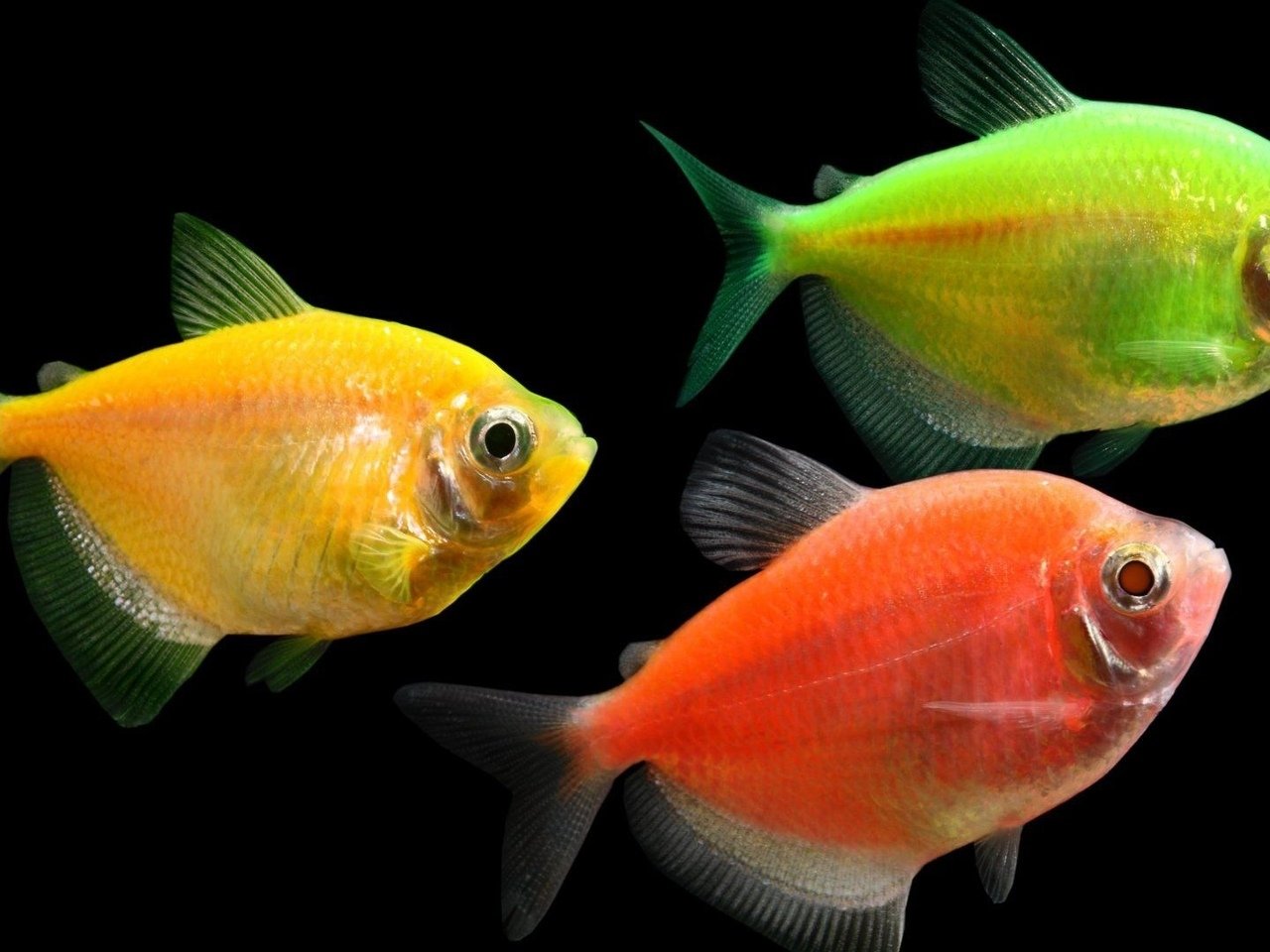 Аквариумные рыбки самки и самцы. Тернеция аквариумная рыбка. Тернеция гло зеленая. Тернеция глофиш. Тернеция рыбка.
