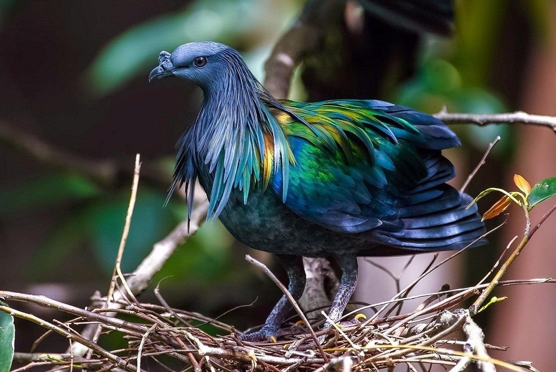 Голубь уличный