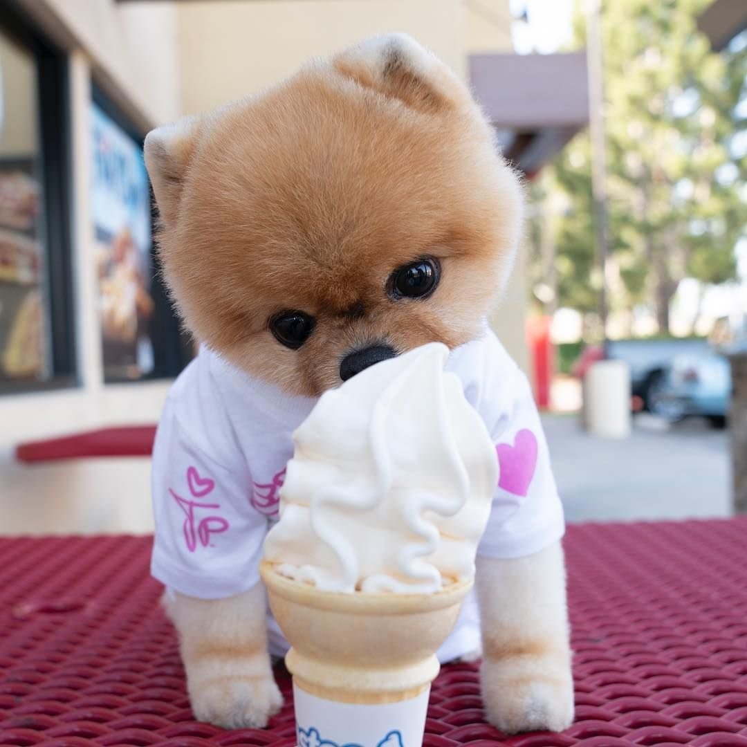 Трое померанский шпиц jiffpom