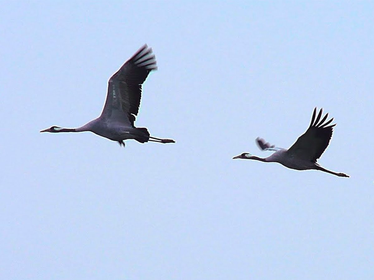 Тетерев на дереве