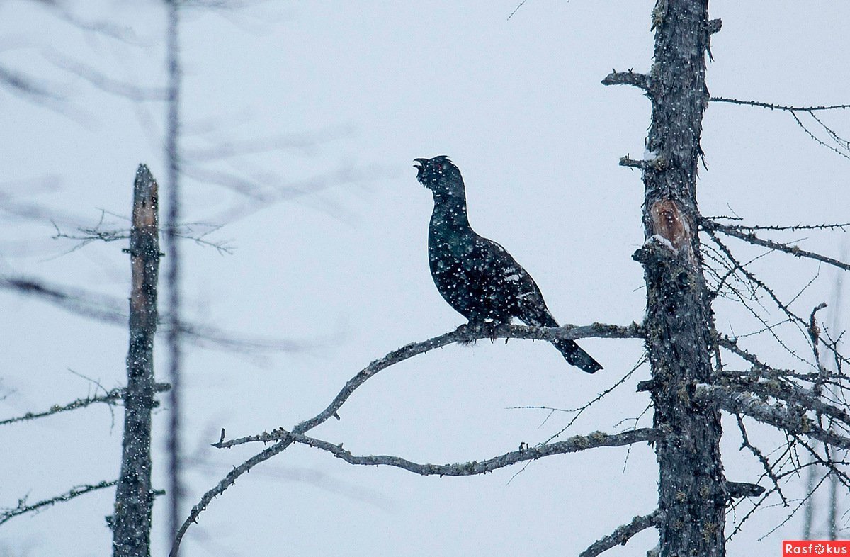 Урагус или длиннохвостый Снегирь