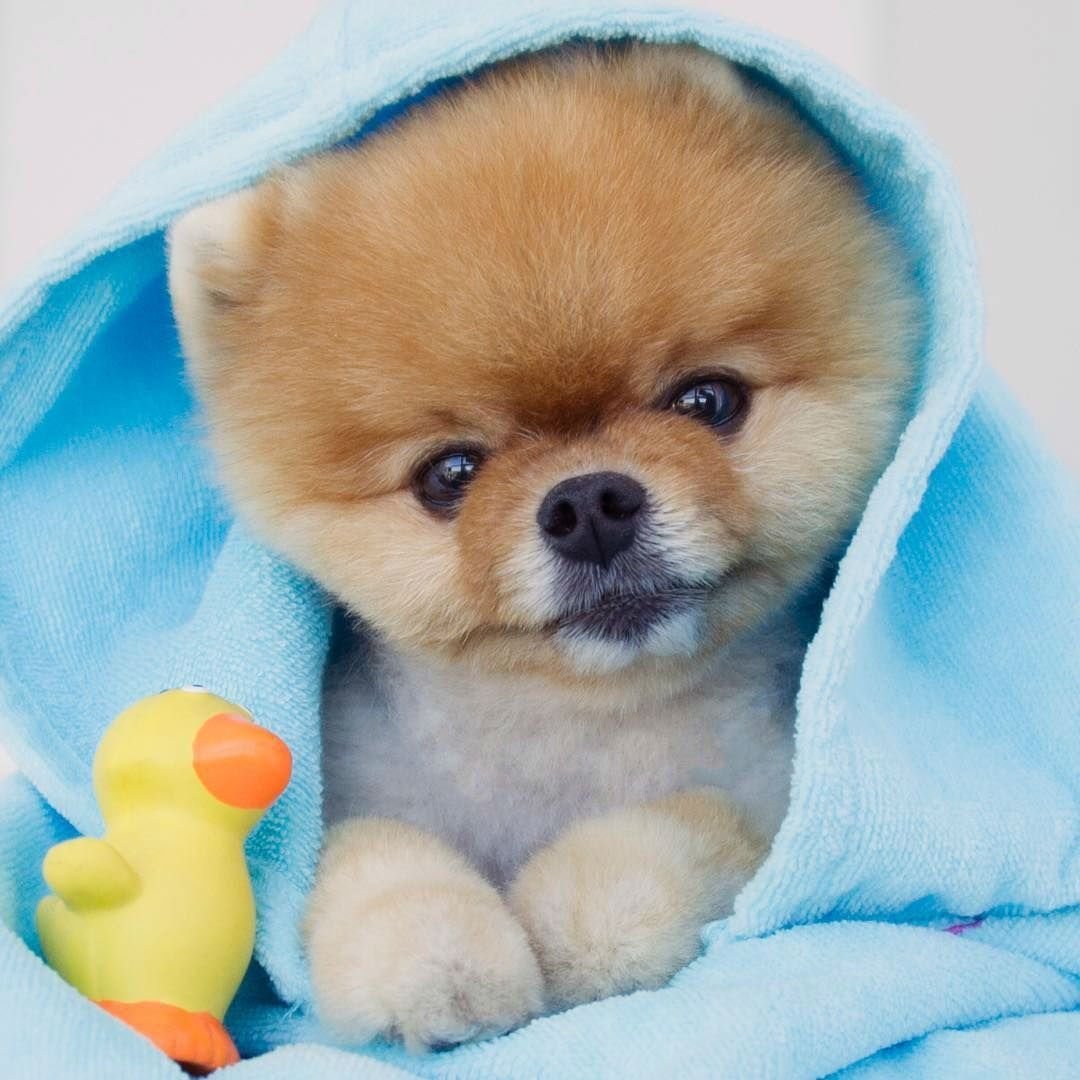 Померанский шпиц Джифф