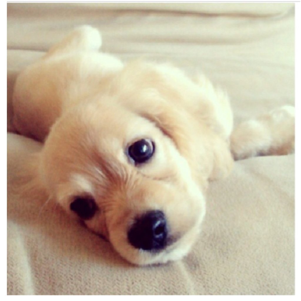 Лапочка собачка