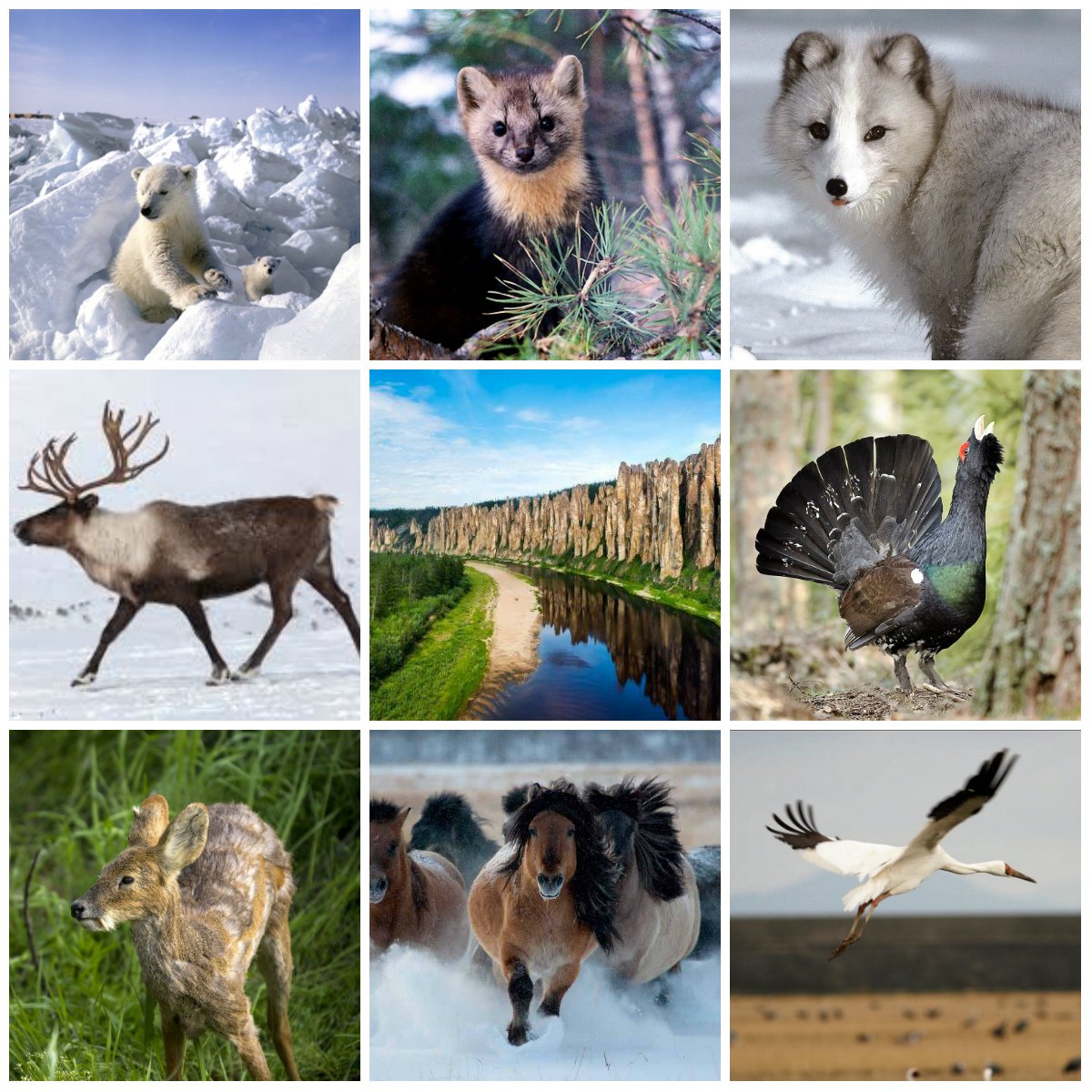 Воробей на веточке