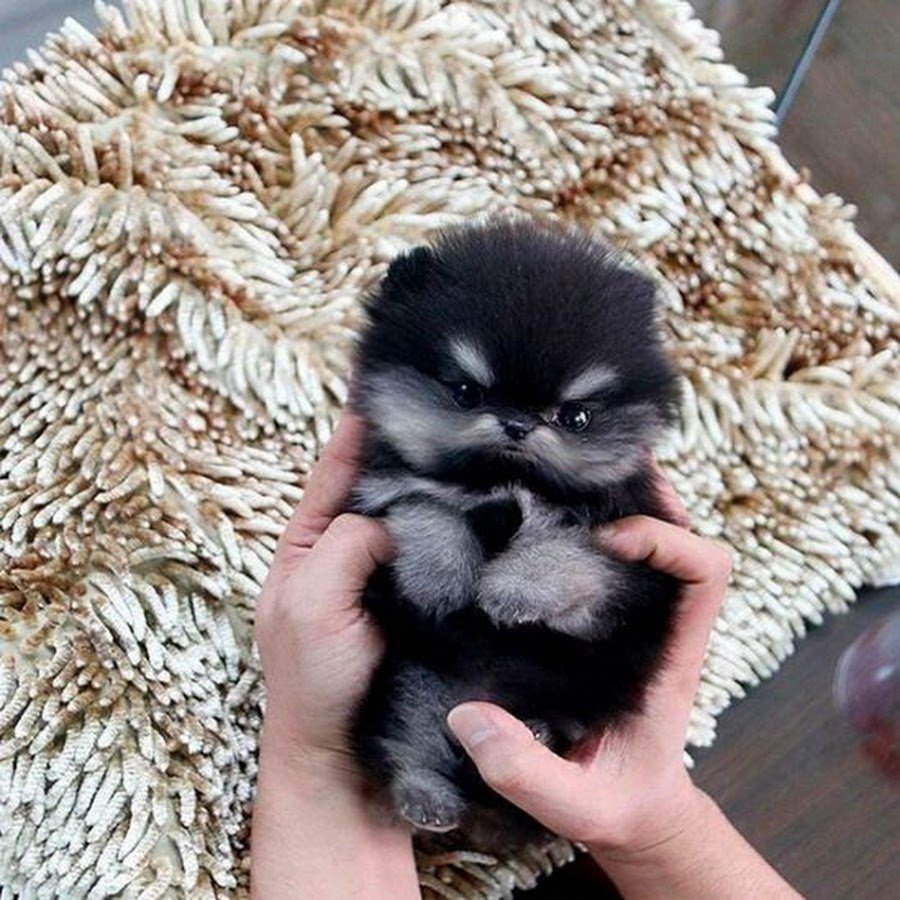 Самых милых щенков в мире