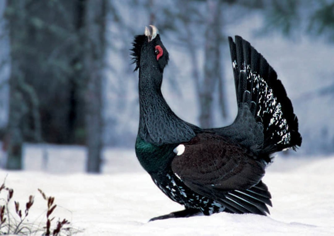 Тетерев Сибирский