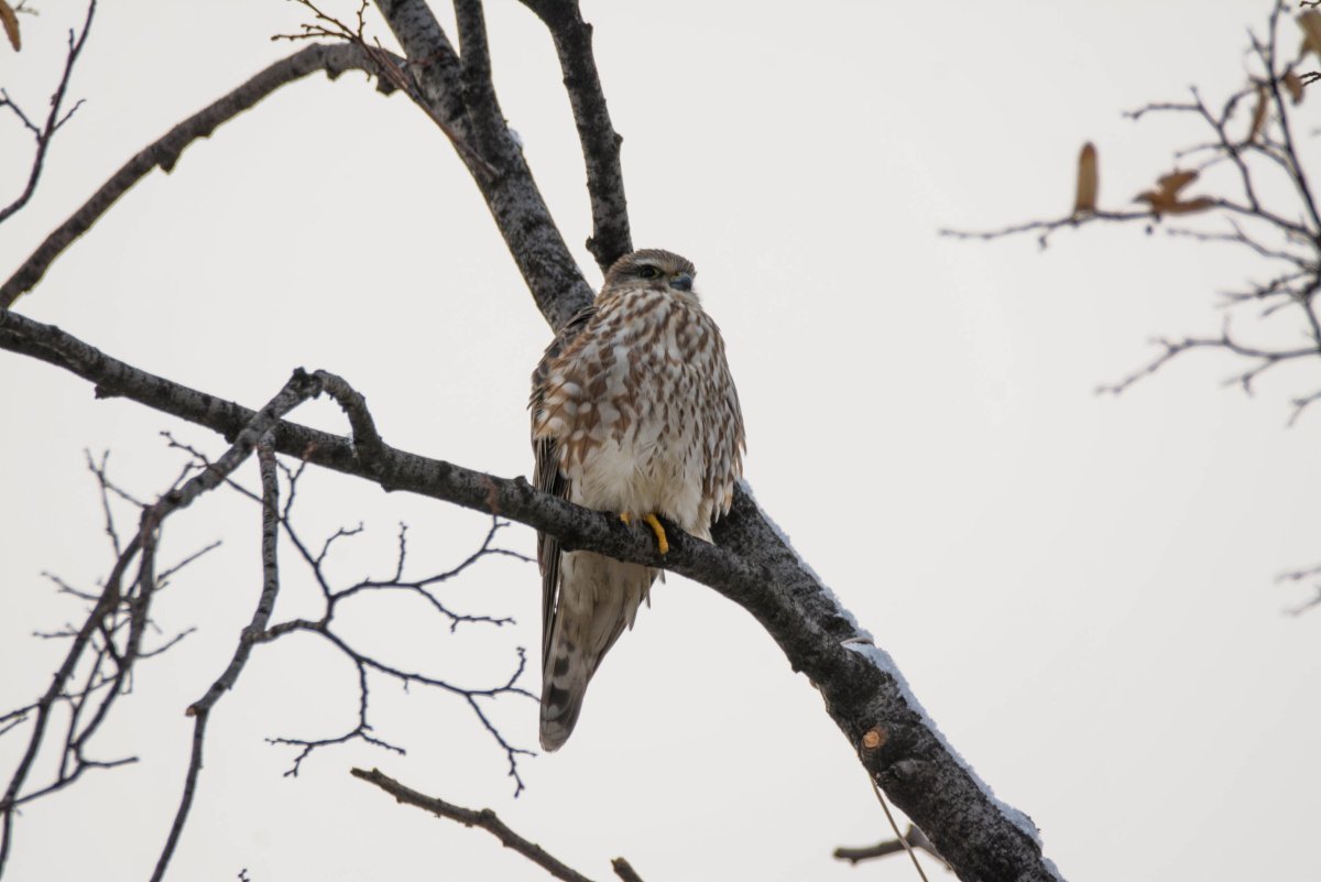 Пазлы зимующие птицы