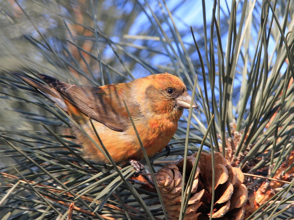 Птица Клест еловик