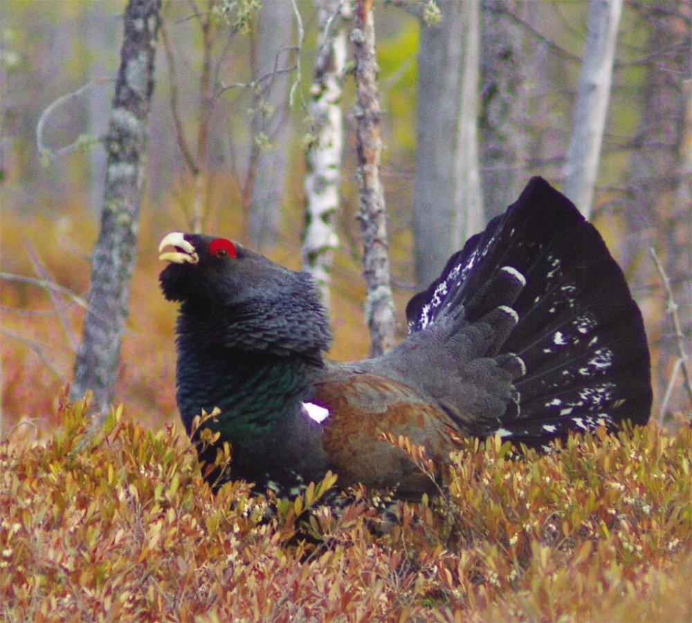 Юганский заповедник Глухарь