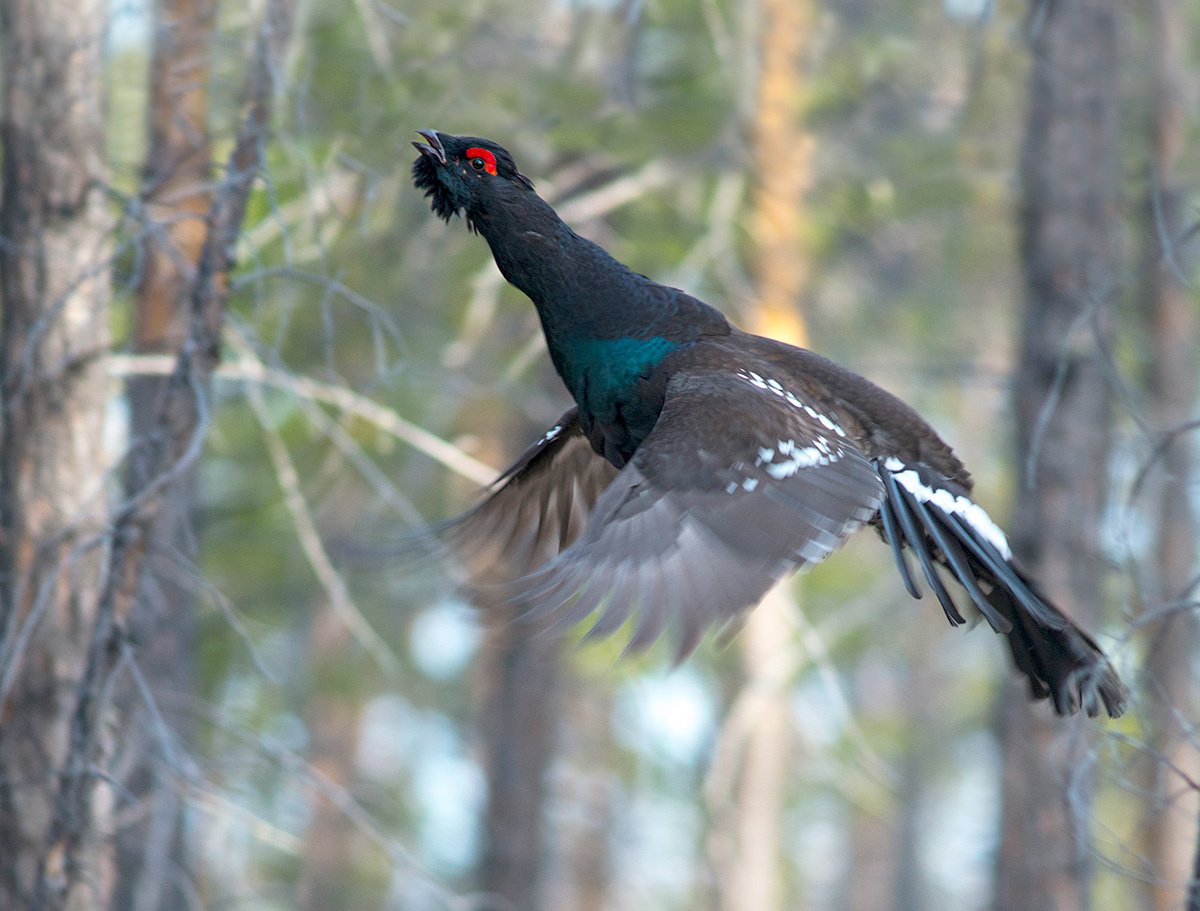 Тундровая куропатка