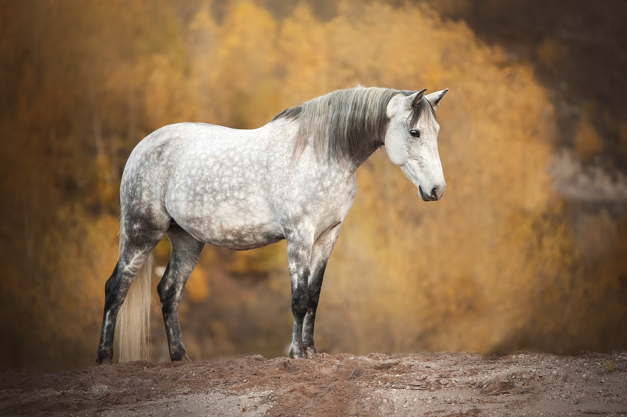 Horses fall. Лошади на природе. Красивая лошадь обои. Красивая белая лошадь. Картинки на рабочий стол лошади.