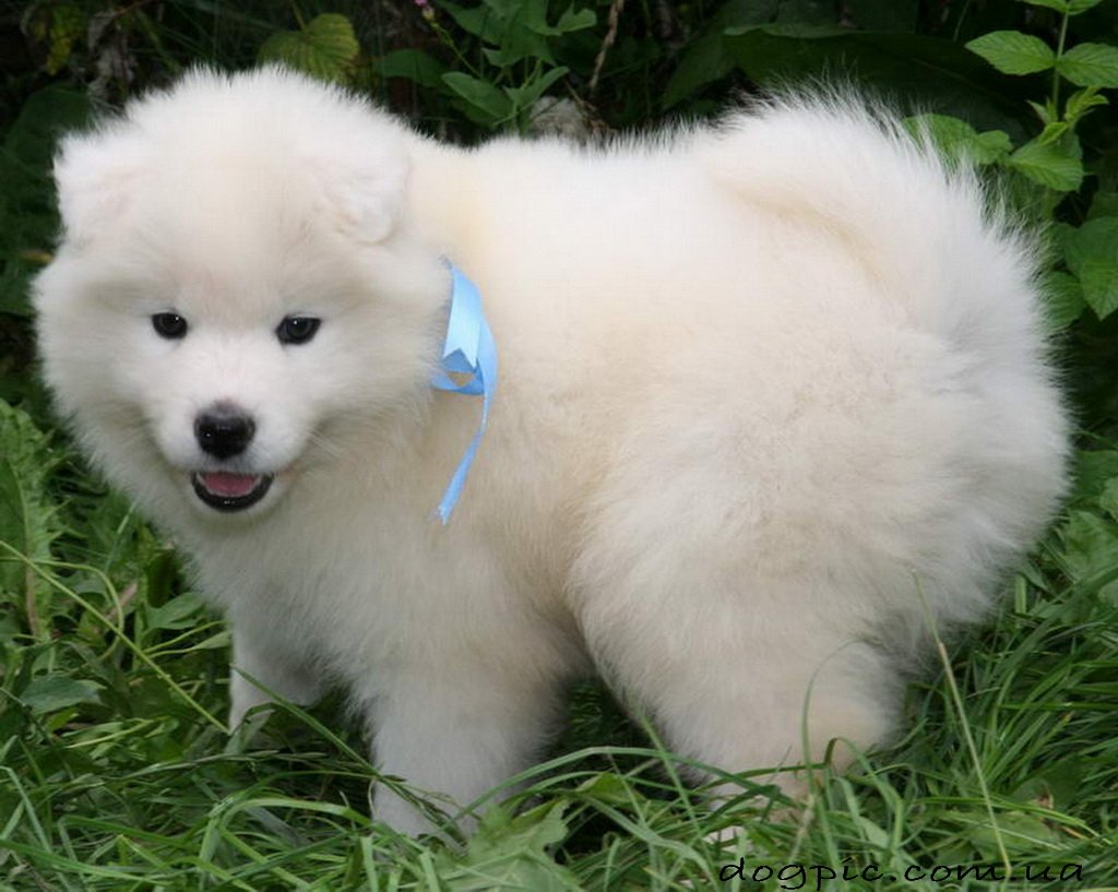 Японский шпиц и самоед