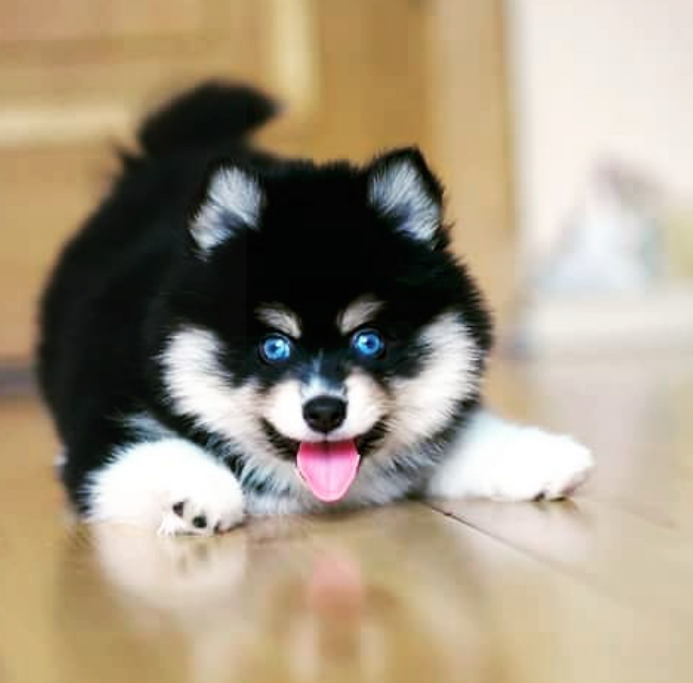 Собака Норман порода помски