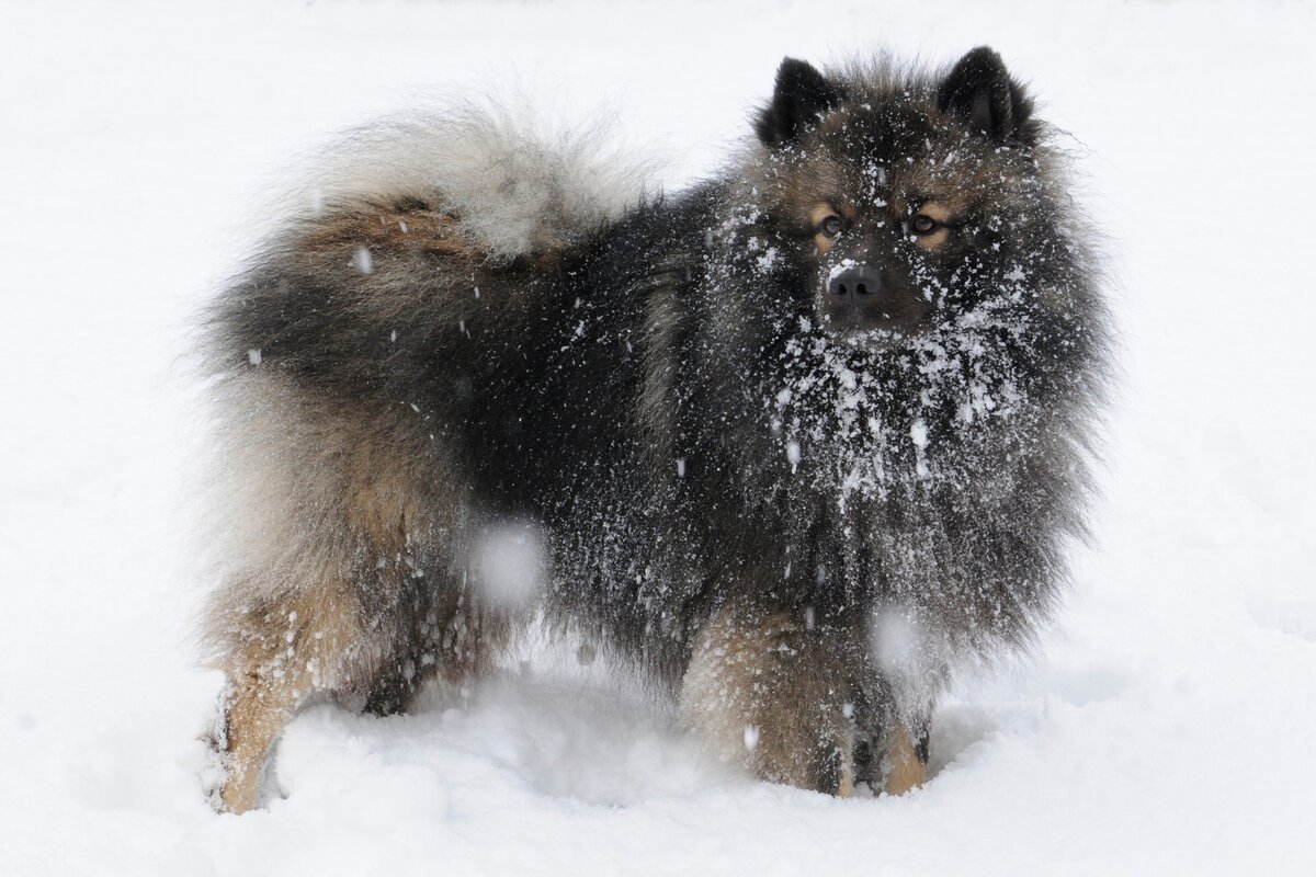 Шпиц на аву