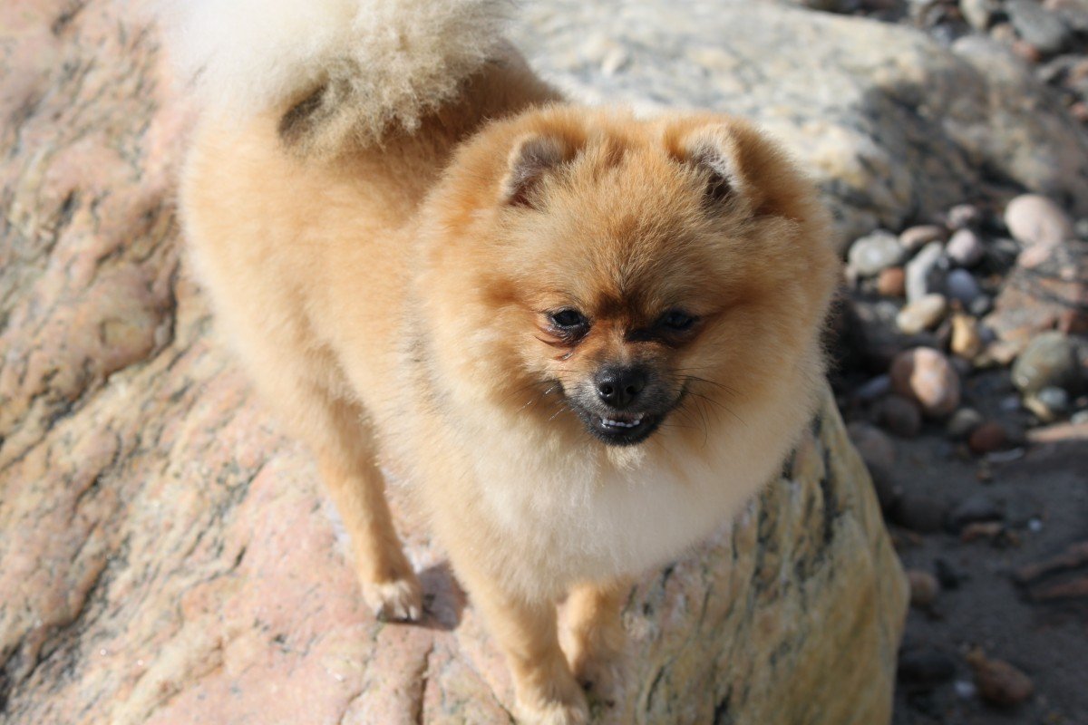 Сибирский шпиц