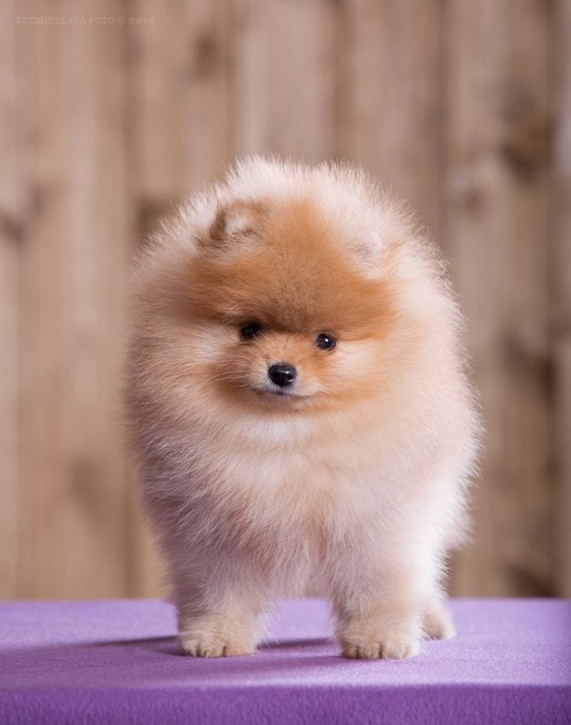 Канадская эскимосская собака