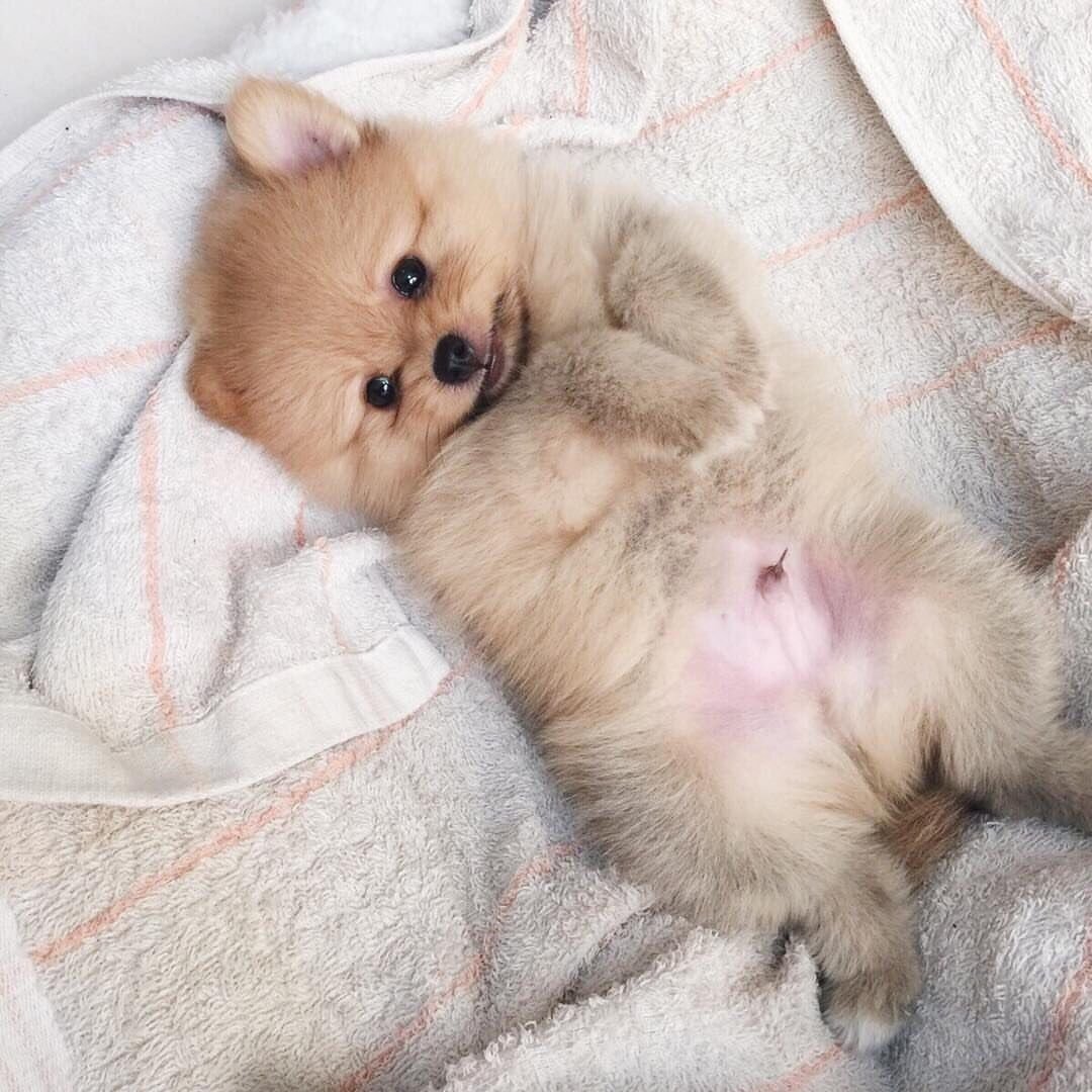 Помски хаски Бэль Диана