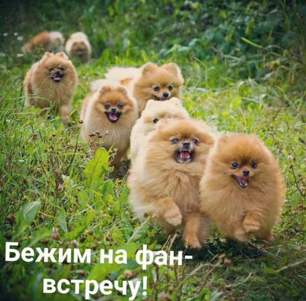 Шпиц терьер короткошерстный