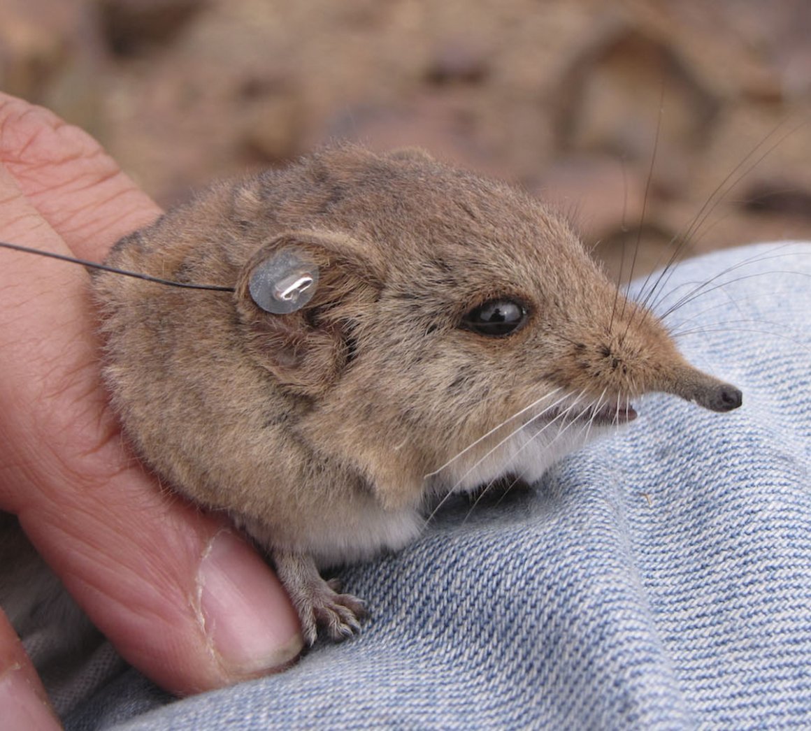 Степная мышовка
