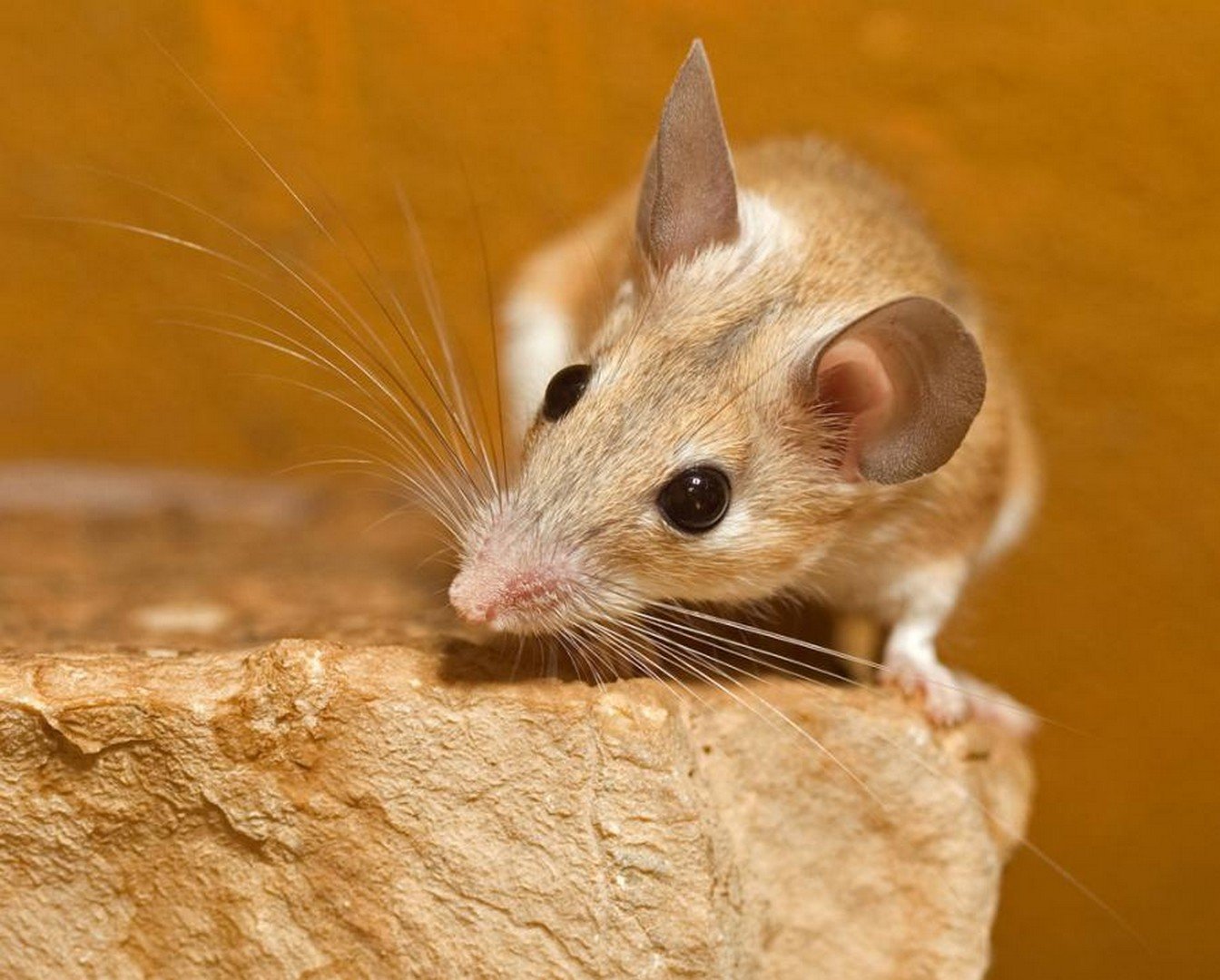 Длинные мыши. Африканская иглистая мышь. Акомис иглистая мышь. Египетская иглистая мышь. Критская иглистая мышь.