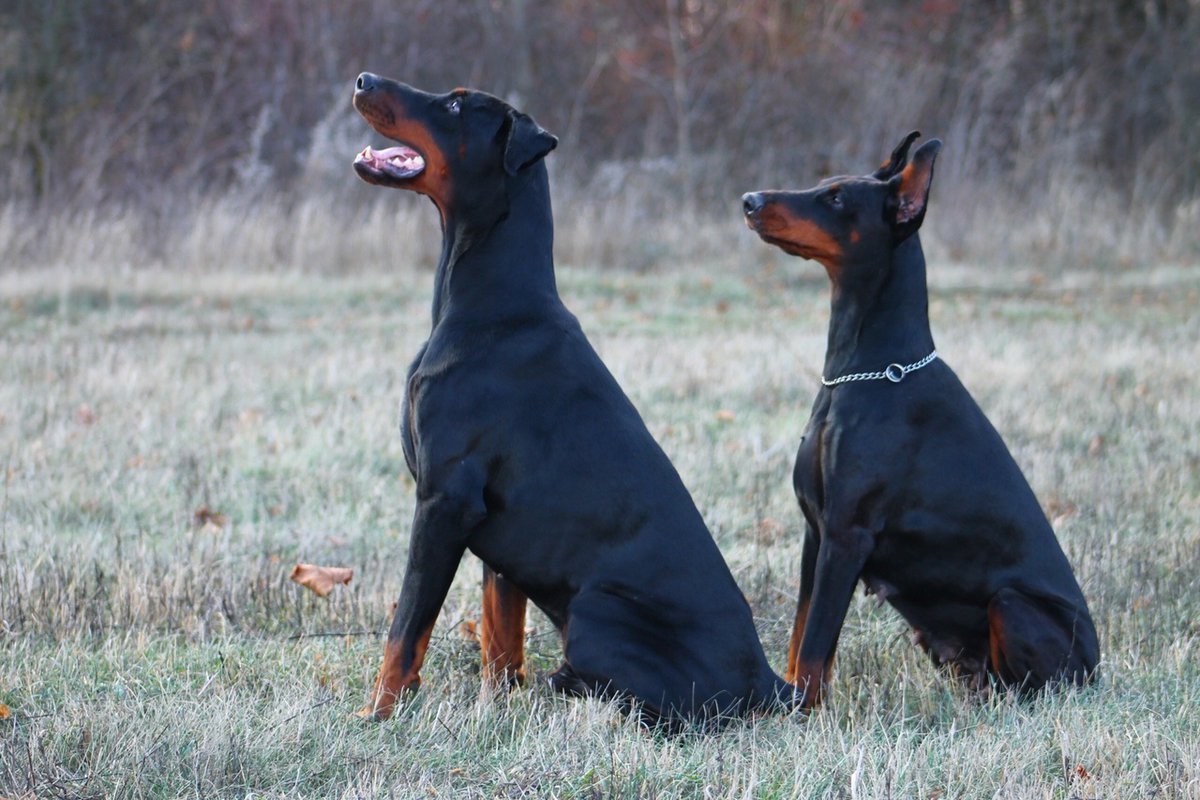 Американский Доберман некупированный
