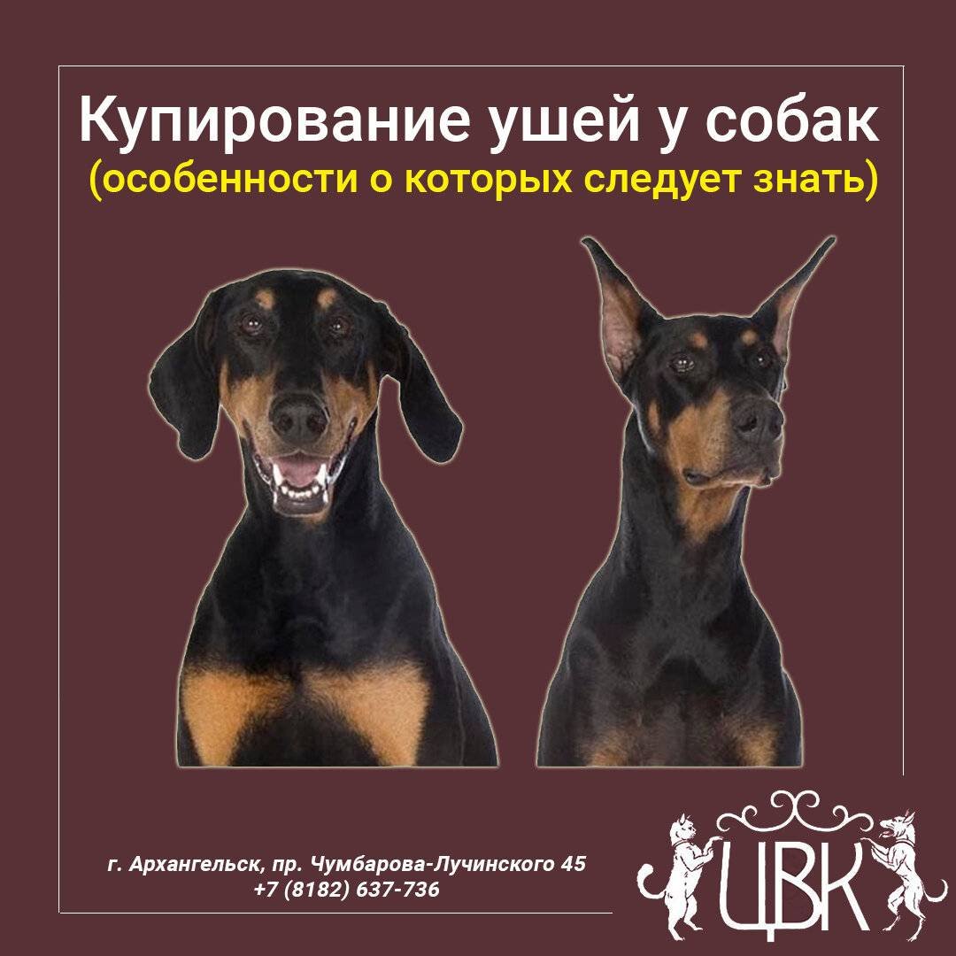 Формы купированных ушей